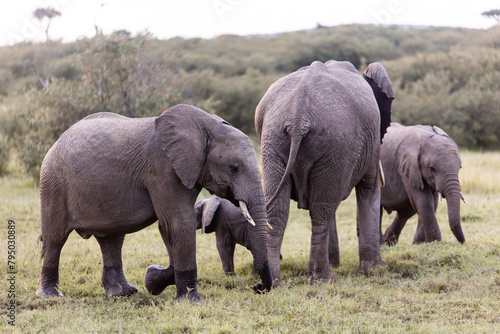 group of elephants on safari in the Masai Mara in Kenya