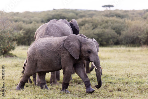 Elephants roaming the savanah in the masai mara, kenya