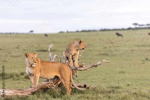 lioness and cub on a tree branch in the savanah in the masai mara, kenya