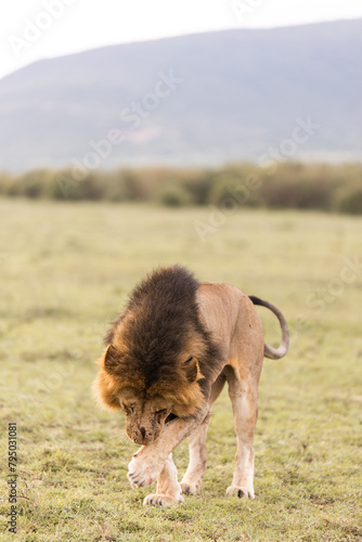 male lion licking himself on safari in the Masai Mara in Kenya