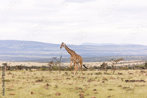 wild giraffe walking across the savanah on safari in the Masai Mara in Kenya