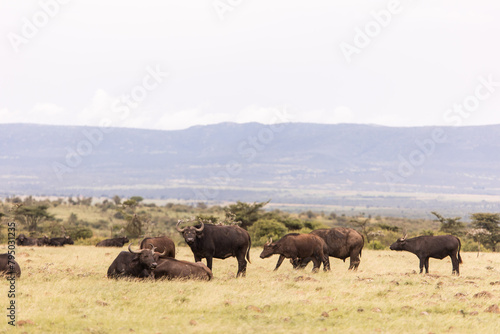 herd of buffalo on safari in the Masai Mara in Kenya © Zach