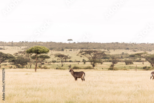 Canvas Print water buck on safari in the Masai Mara in Kenya