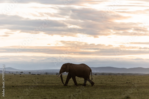 silhouette of an elephant at sunrise in the savanah on safari in the Masai Mara in Kenya