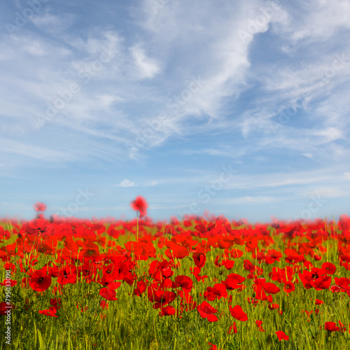 spring red poppy flower field under cloudy sky