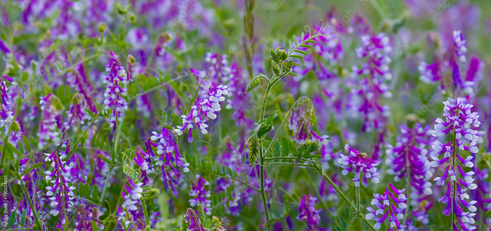 Naklejka premium heap of wild flowers in green prairie