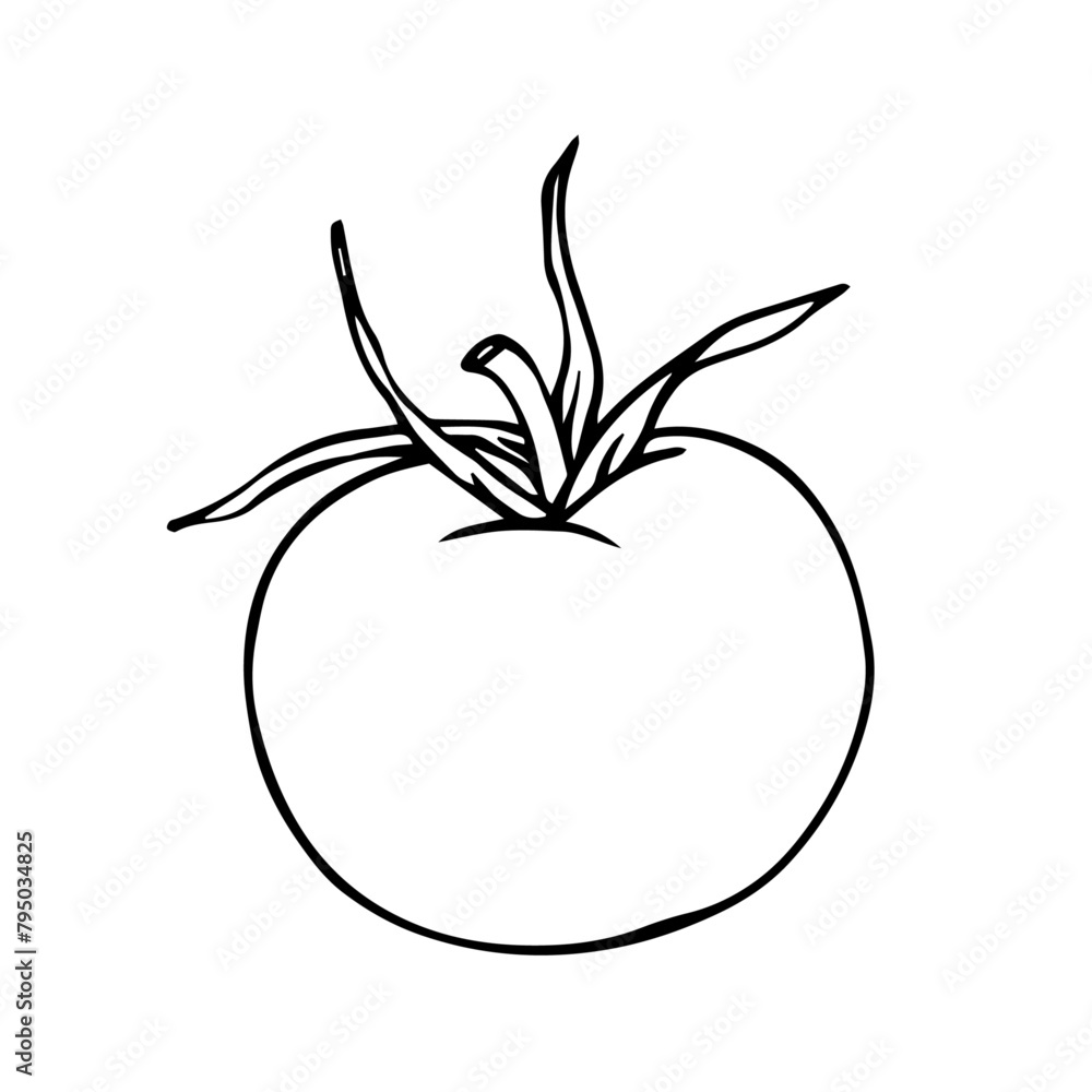 Linear sketch, doodle of tomato vegetable. Vector graphics. Linear sketch, doodle of tomato vegetable. Vector graphics.
