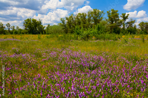 green summer  prairie with wild flowers