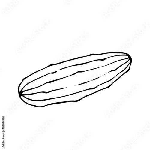 Line sketch, doodle of cucumber vegetable. Vector graphics.