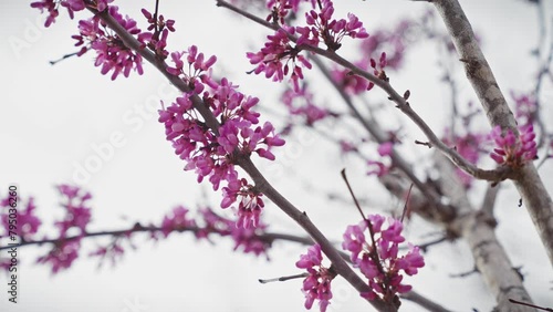 Close-up shot of cercis siliquastrum, commonly known as the judas tree, in full bloom with vibrant pink flowers against a blurred background in murcia, spain photo