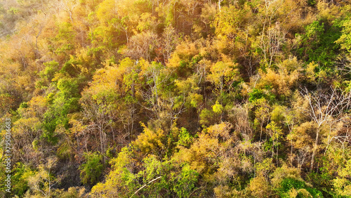 Thailand's high mountain range reveals an awe-inspiring mixed forest, illuminated by the gentle touch of sunlight, a harmonious blend of nature's wonders. Climate regulation concept.    © Punyawee