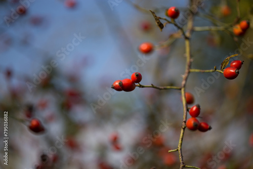 vista macro delle bacche rosse di una pianta. sfondo composto da vegetazione e cielo sereno sfuocati photo