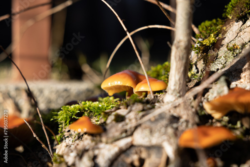 vista macro su un gruppo di funghi color arancione e marrone cresciuti lungo la corteccia di un albero, illuminati dal sole, di giorno photo