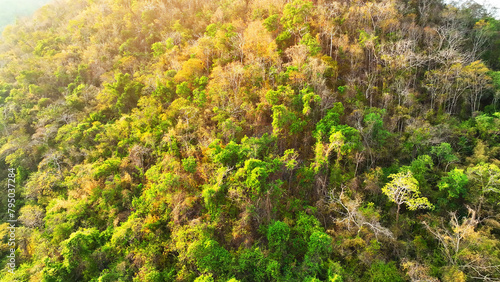 Thailand's high mountain mixed forest, under the brilliance of sunlight, presents a breathtaking vista, where nature's beauty reigns supreme. Ecosystem balance and vital habitats concept. Drone. 