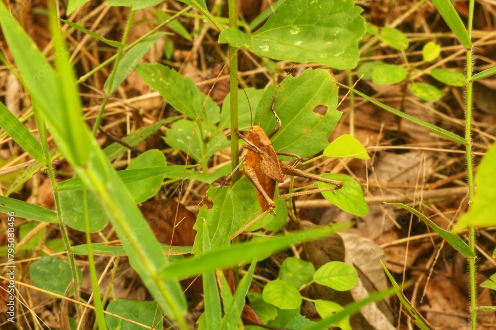 Brown grasshoppers eat the leaves of longleaf clumps in the jungle Brown grasshoppers eat the leaves of longleaf clumps in the jungle