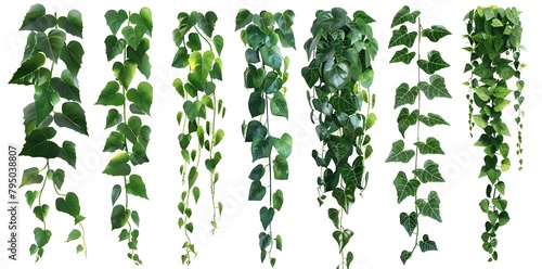 Set of Green Leaves from Javanese Treebine or Grape Ivy