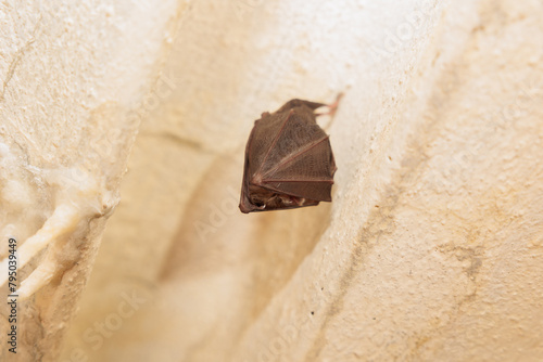 piccolo pipistrello ritratto in primo piano, dal basso, mentre dorme appeso al soffitto di una struttura abbandonata photo