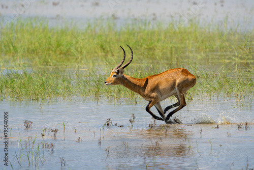 Lechwe, red lechwe, or southern lechwe (Kobus leche)  jumping through the water of the Okanvanga floodplains in Mahango National Park in the Carivistrip of Namibia photo