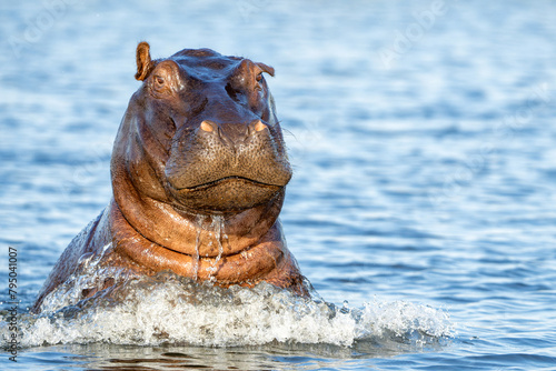 Hippopotamus in the Chobe River on the border between Botswana and Namibia. An aggressive hippo shows dominant behaviour.   