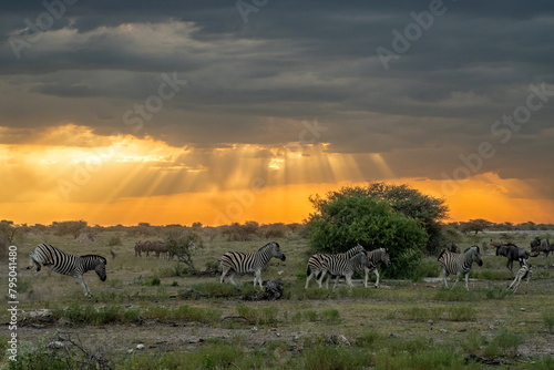 Zebra and Wildbeest togheter at sunset with an orange horizon with sunbeams under a dark sky of an approaching thunderstorm in Etosha National Park in Namibia