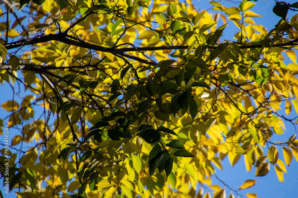 Early fall colors in yellow and blue image for background use Early fall colors in yellow and blue image for background use