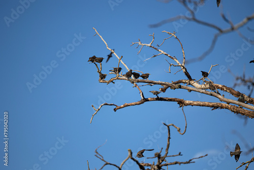 gruppo di piccoli uccelli scuri, visti da distanza, mentre se ne stanno fermi sui rami più alti di un albero spoglio, mentre vengono mossi dal vento, di giorno, sotto un cielo sereno photo