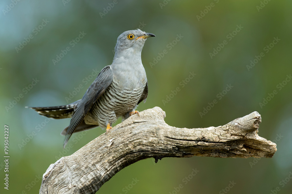 Fototapeta premium Common Cuckoo with the last light of the evening in its breeding territory in a Mediterranean forest in spring