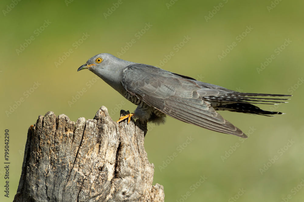 Fototapeta premium Common Cuckoo on his favorite watchtower within a Mediterranean forest in his breeding territory with the last lights of a spring afternoon