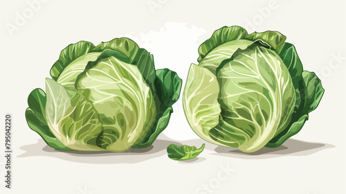 Fresh savoy cabbages on white background Vector illustration photo