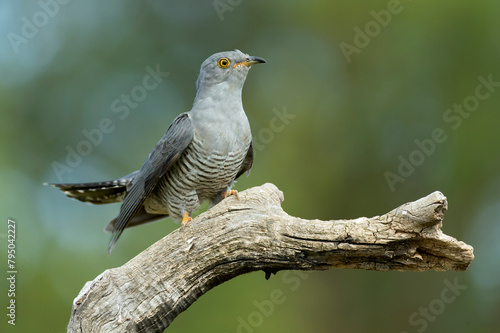 Common Cuckoo with the last light of the evening in its breeding territory in a Mediterranean forest in spring photo