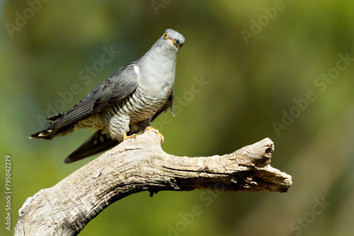 Common Cuckoo on his favorite watchtower within a Mediterranean forest in his breeding territory with the last lights of a spring afternoon © Jesus