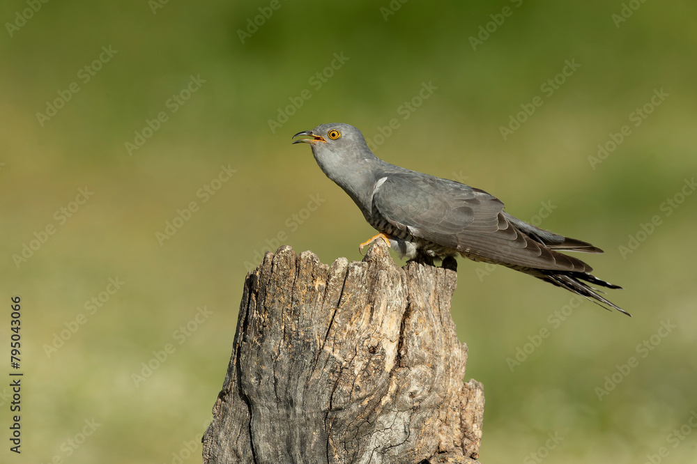 Obraz premium Common Cuckoo with the last light of the evening in its breeding territory in a Mediterranean forest in spring