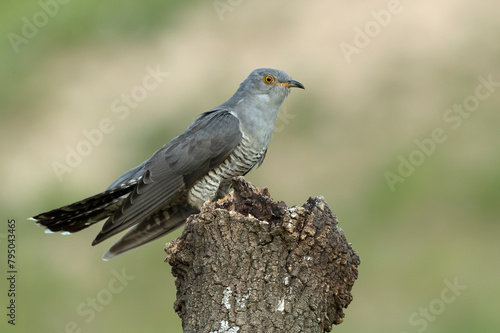 Common Cuckoo on his favorite watchtower within a Mediterranean forest in his breeding territory with the last lights of a spring afternoon