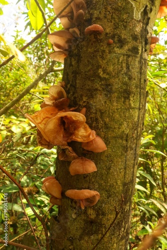 Ear fungus has the scientific name "Auricularia auricula" and grows in the rainy season in the jungle of Sumatra. grows on dead branches or trees