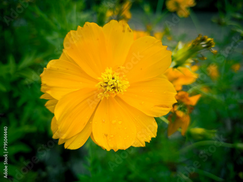 Sulphur cosmos flower stands in focus, with green leaves blurred in bokeh background, a serene botanical scene 