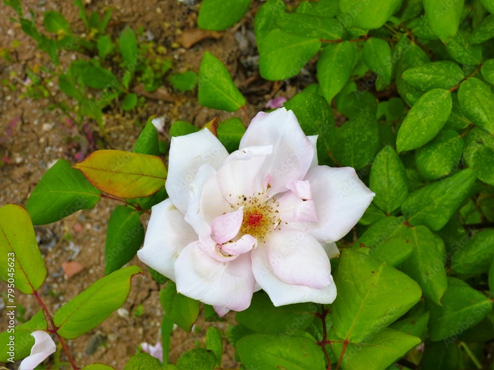 Obraz premium pink and white flowers