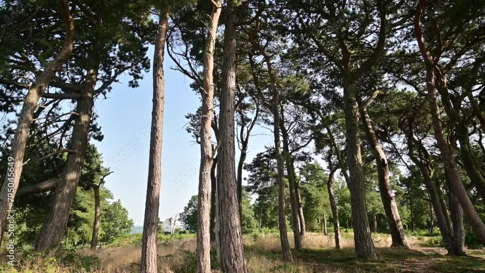lickey hills country park west midlands england uk lickey hills country park west midlands england uk
