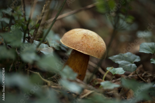 ritratto con visuale macro e dal basso di un fungo marrone chiaro sbiadito e giallo cresciuto in mezzo alla vegetazione di un bosco naturale in autunno photo