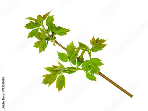 Maple twig with leaves isolated on a white background, flat lay