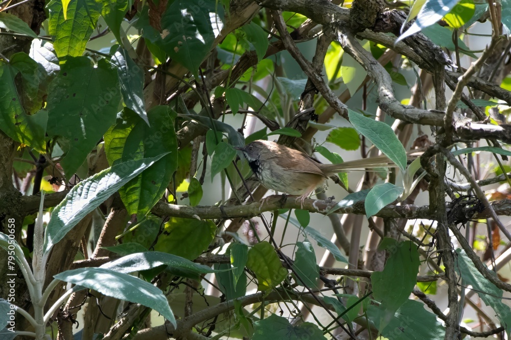 rufous-crowned prinia or Prinia khasiana observed in Khonoma in Nagaland, India rufous-crowned prinia or Prinia khasiana observed in Khonoma in Nagaland, India