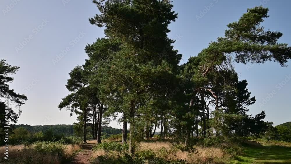Lickey Hills country Park West Midlands England UK Lickey Hills country Park West Midlands England UK