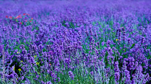 Blooming lavender near the village of Sale San Giovanni, Langhe region, Piedmont, Italy, Europe