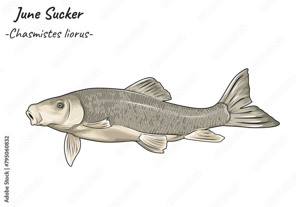 June Sucker - Chasmistes liorus illustration version 2 June Sucker - Chasmistes liorus illustration version 2
