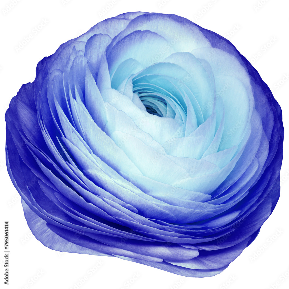Fototapeta premium Rose flower on isolated background with clipping path. Closeup. For design. Studio shot. Transparent background 