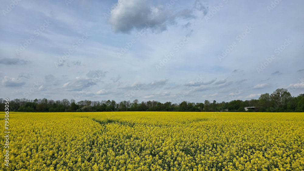 Vivid yellow flowers in a vast rapeseed field under a clear blue sky