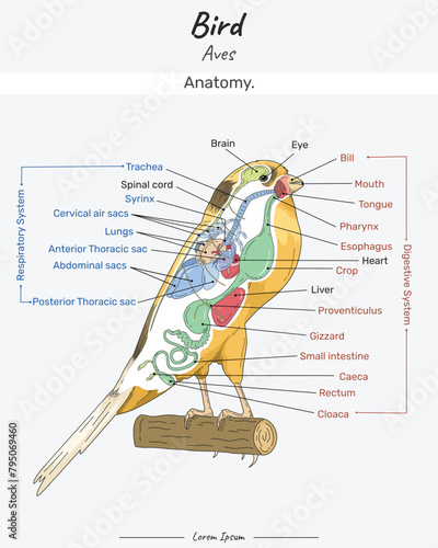 Bird Anatomy Canary Yorkshire illustration with text