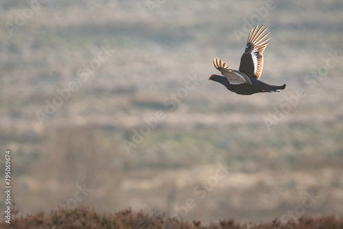 Tableau sur toile Black grouse (Lyrurus tetrix) flying at sunset, Perthshire, Scotland