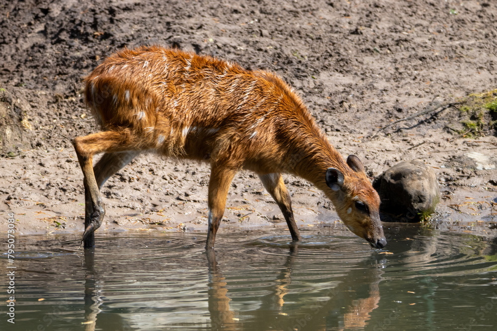 Foto Sitatunga