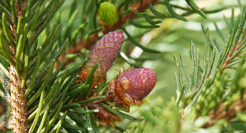 Cones in clusters in spring on pine branches photo