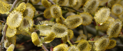 Goat willow tree its spring flowering